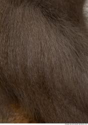 Photo Textures of Monkey Fur